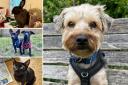 Could you give any of these Sussex RSPCA pets a home?