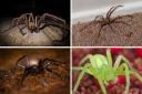 There are 22 spiders common to the UK and most of them are 