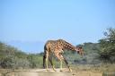 A giraffe on the UmPhafa reserve