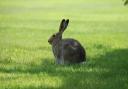 A hare from the Flickr account of Levon Levonian