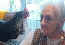 A Melbourn Springs care home resident meeting a chicken