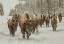 A herd of bison at Yellowstone National Park