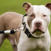 It is now illegal to own an XL Bully without a certificate of exemption.