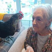 A Melbourn Springs care home resident meeting a chicken