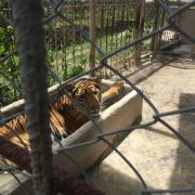 For Tigers helps tigers that have been confiscated in Thailand
