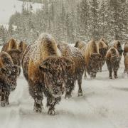 A herd of bison at Yellowstone National Park