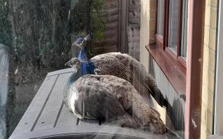 Two of the peahens in Royston