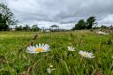 Llanrhydd Street Nature Space was honoured at the recent Wales in Bloom 2024 awards ceremony