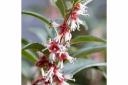 Sarcococca hookeriana 'Winter Gem'