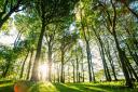 Trees in the South Downs National Park