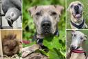 Could you give any of these Sussex RSPCA pets a home?