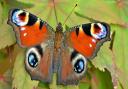 European peacock butterfly.