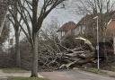 One of hundreds of trees which fell down during Storm Eunice on Friday, February 18