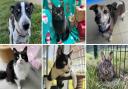 Dino, Santa, Zeb, Sonny, Pedro and Fozzie are just some of the rescue pets at RSPCA Southridge Animal Centre in Hertfordshire looking for new homes this Christmas.