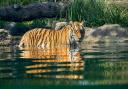 A tiger at Paradise Wildlife Park.