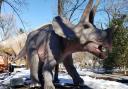 A triceratops at Zoorassic Park in Whipsnade Zoo.