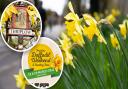 The Thriplow Daffodil Weekend 2022 takes place on Saturday, March 19 and Sunday, March 20.