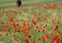 A roadside verge maintenance programme will aim to boost wildlife habitats and plant species across Cambridgeshire, which will include protecting wildflowers (above).