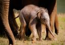 The Asian elephant calf at ZSL Whipsnade Zoo.