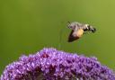 Winner in the Wild Snaps General Wildlife category - Keith Gypps\' picture of a Hummingbird Hawk-moth.