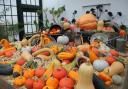 Wimpole Estate is celebrating the harvest season with Harv'Fest