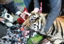 Ratna the tiger underwent 'ground-breaking' eye surgery at Shepreth Wildlife Park