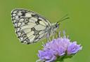 Marbled white on scabious by Martin Johnson