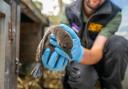 Hertfordshire Zoo has named two endangered African penguin chicks, after Oasis frontmen Liam and Noel Gallagher.