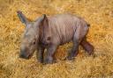 Baby Southern white rhino born at Whipsnade Zoo