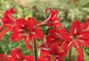 Amaryllis Christmas Star