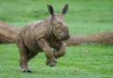 Baby rhino at Whipsnade Zoo. Credit: Dominic Lipinski/ Whipsnade Zoo.