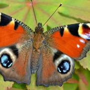 European peacock butterfly.