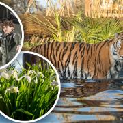 During half-term there are family activities at IWM Duxford, you can visit the snowdrops at Benington Lordship Gardens near Stevenage, and see tigers at Paradise Wildlife Park in Hertfordshire.