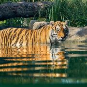 A tiger at Paradise Wildlife Park.