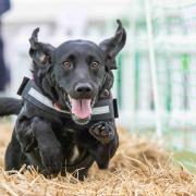 DogFest, the festival for dogs and their owners, returns to Knebworth House in September.