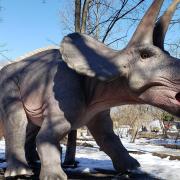 A triceratops at Zoorassic Park in Whipsnade Zoo.