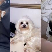 Officers in Cambridgeshire are urging anybody who may have seen these dogs to get in touch with police