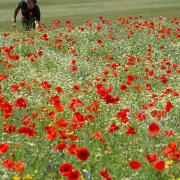 A roadside verge maintenance programme will aim to boost wildlife habitats and plant species across Cambridgeshire, which will include protecting wildflowers (above).