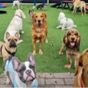 Family Pet Care operates its doggy day care from a new premises in Meldreth