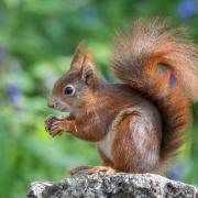 Dobbies in Royston is helping to protect red squirrels