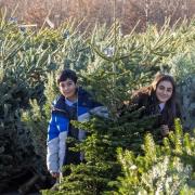 Dobbies Garden Centre in Royston is giving away Christmas trees to selected schools