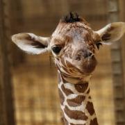 The giraffe was born on Monday, June 17.