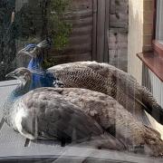 Two of the peahens in Royston