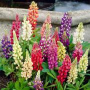 Perfect for adding structure - Lupin Gallery Mix