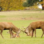 The number of fallow deer in the UK is at some of the highest levels recorded