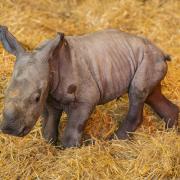 Baby Southern white rhino born at Whipsnade Zoo