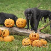 A troop of Sulawesi crested macaques investigating their very own pumpkin patch at Whipsnade Zoo