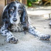 Pet photography by Sarah Haskell