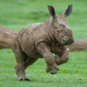 Baby rhino at Whipsnade Zoo. Credit: Dominic Lipinski/ Whipsnade Zoo.