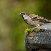 Dobbies Royston has teamed up with the RSPB to help the house sparrow population